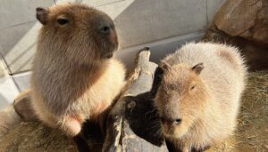 【アトア│神戸の港の水族館】画像AIを用いて飼育生物の行動分析に挑戦！IT人材育成事業で（株）神戸デジタル・ラボと共同開発