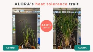 米の革命：ALORAが極端な高温下で2555%の収量増加を達成した方法