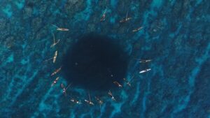 メラネシアの首脳陣、先住民主導の世界最大の海洋保護区を発表