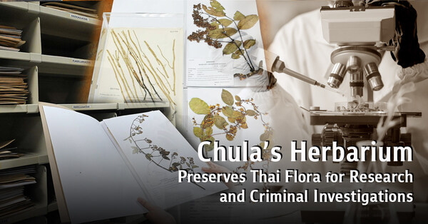 チュラーロンコーン大学の植物標本室、タイの植物を研究と犯罪捜査のために保存