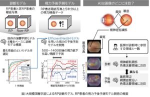 AIで網膜色素変性症患者の数年後の視力を予測ー眼底写真大規模深層学習モデルを利用した視力予後予測モデルを開発ー
