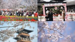 CCTV+：満開の桜が各地から観光客を中国東部の都市へ引き寄せる