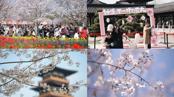 CCTV+：満開の桜が各地から観光客を中国東部の都市へ引き寄せる