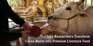 Chulaの研究者、カカオ廃棄物を高品質な家畜飼料に転換